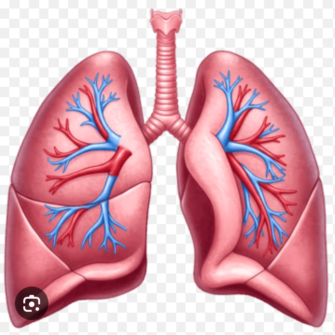 Pulmonology